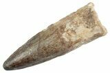 Fossil Spinosaurus Tooth - Real Dinosaur Tooth #368071-1